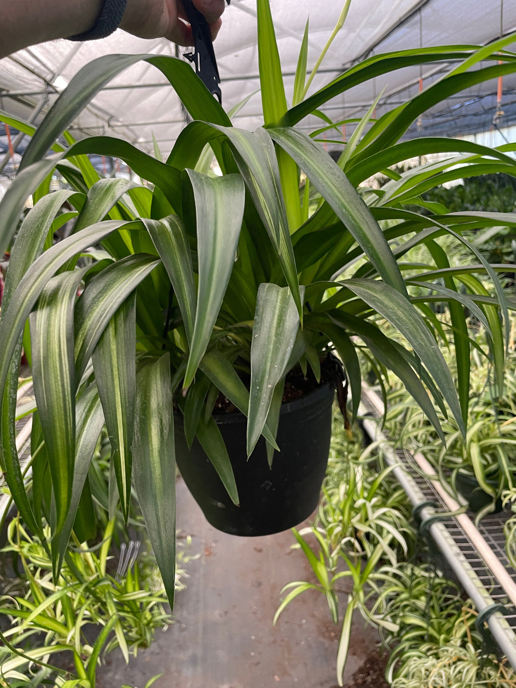 Spider Plant Hawaiian