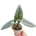 Alocasia 'Scalprum'