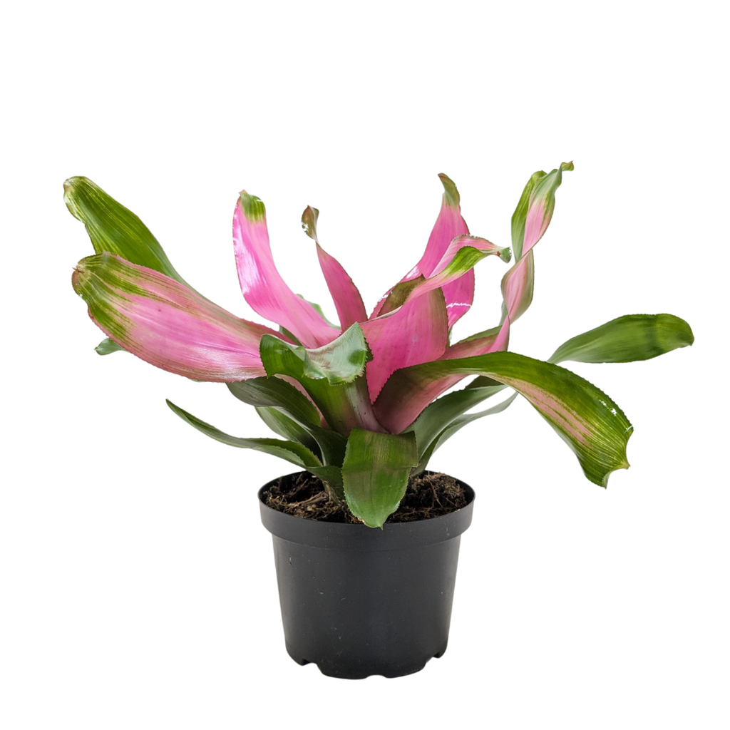 Bromeliad 'Donna'