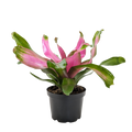 Bromeliad 'Donna'