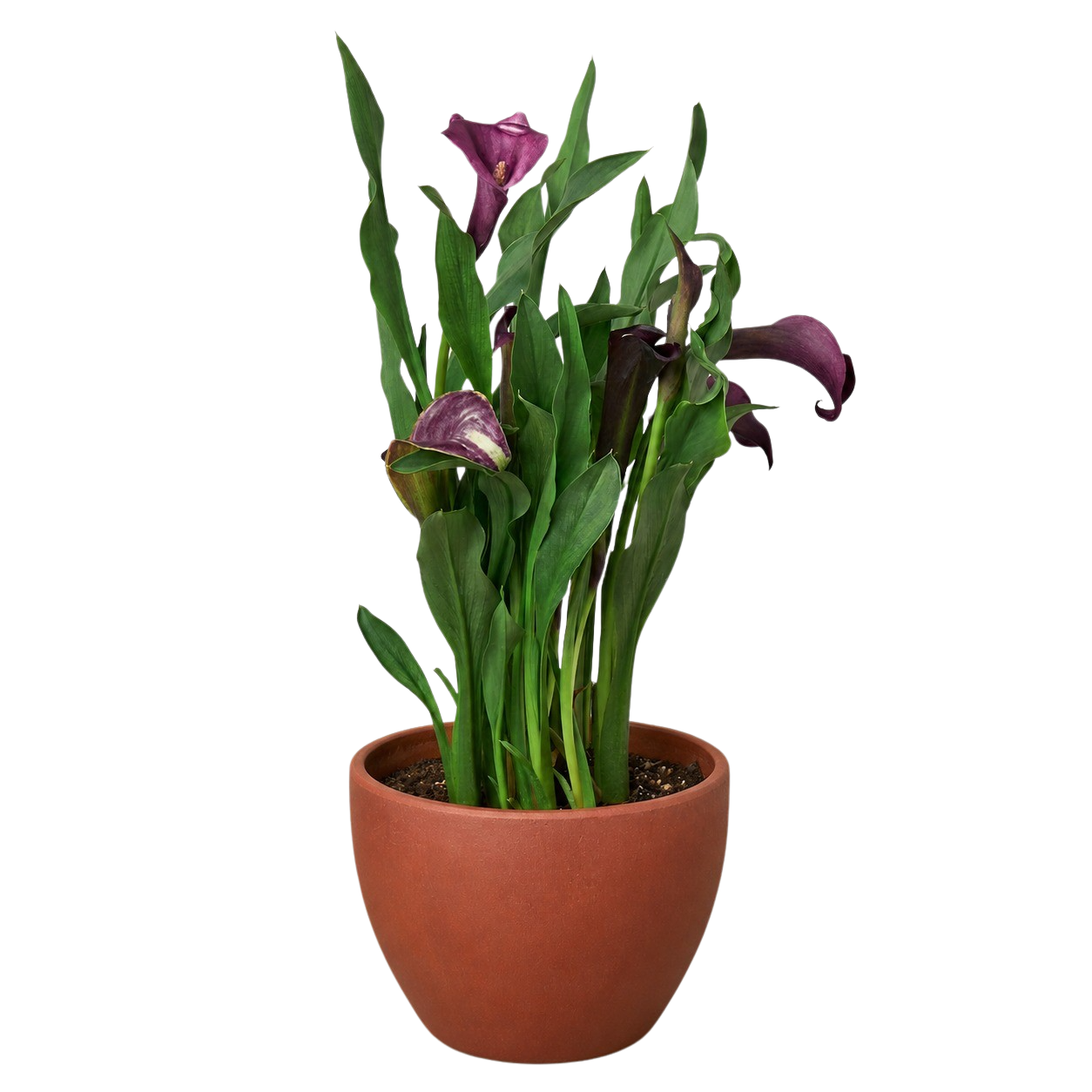 Calla Lily