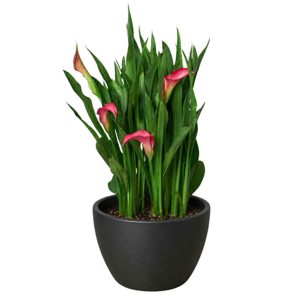 Calla Lily