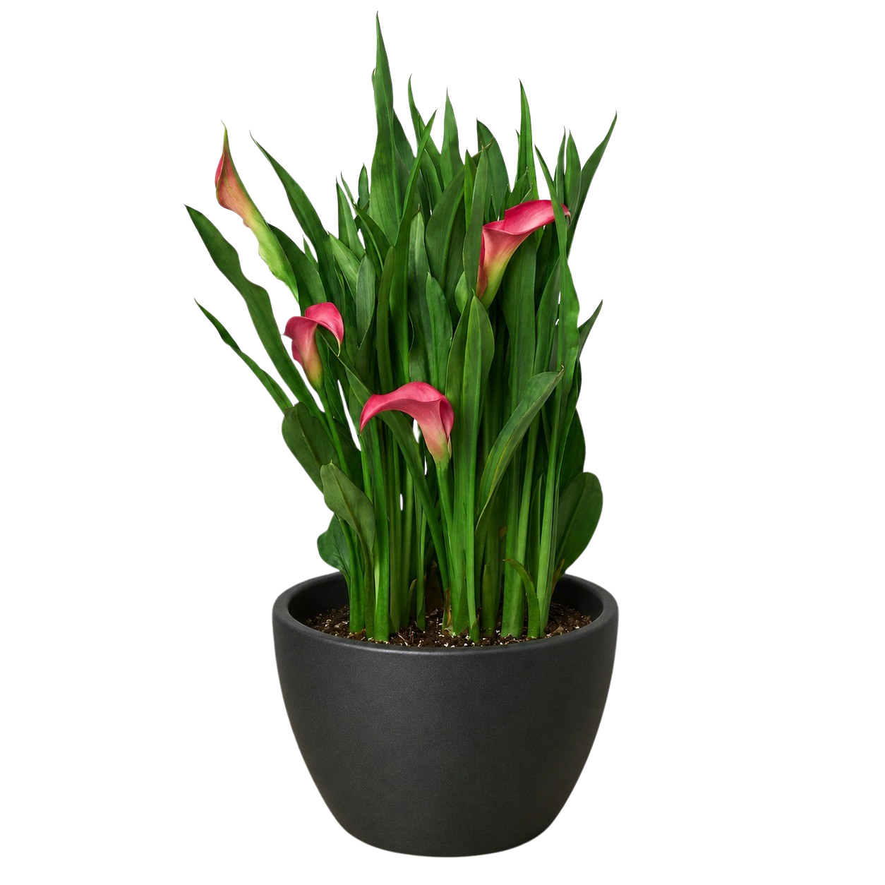 Calla Lily