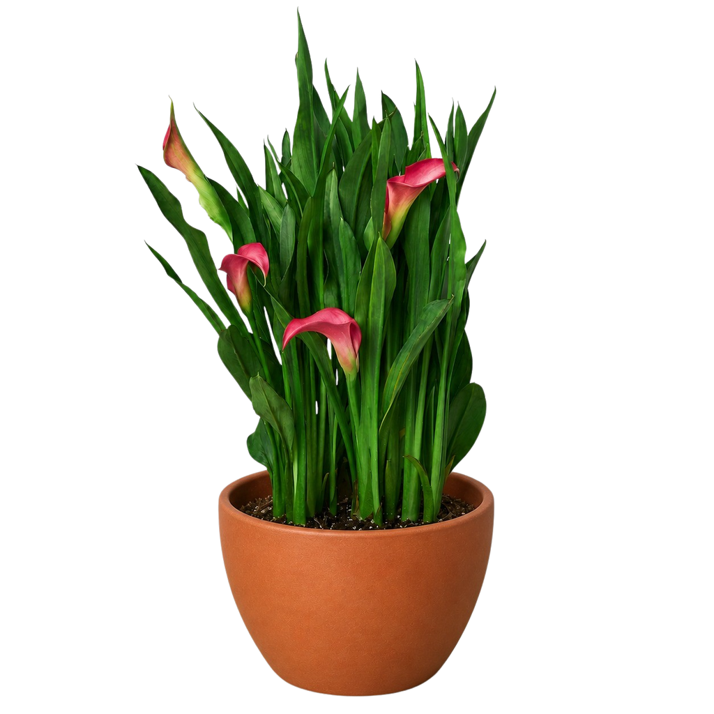 Calla Lily