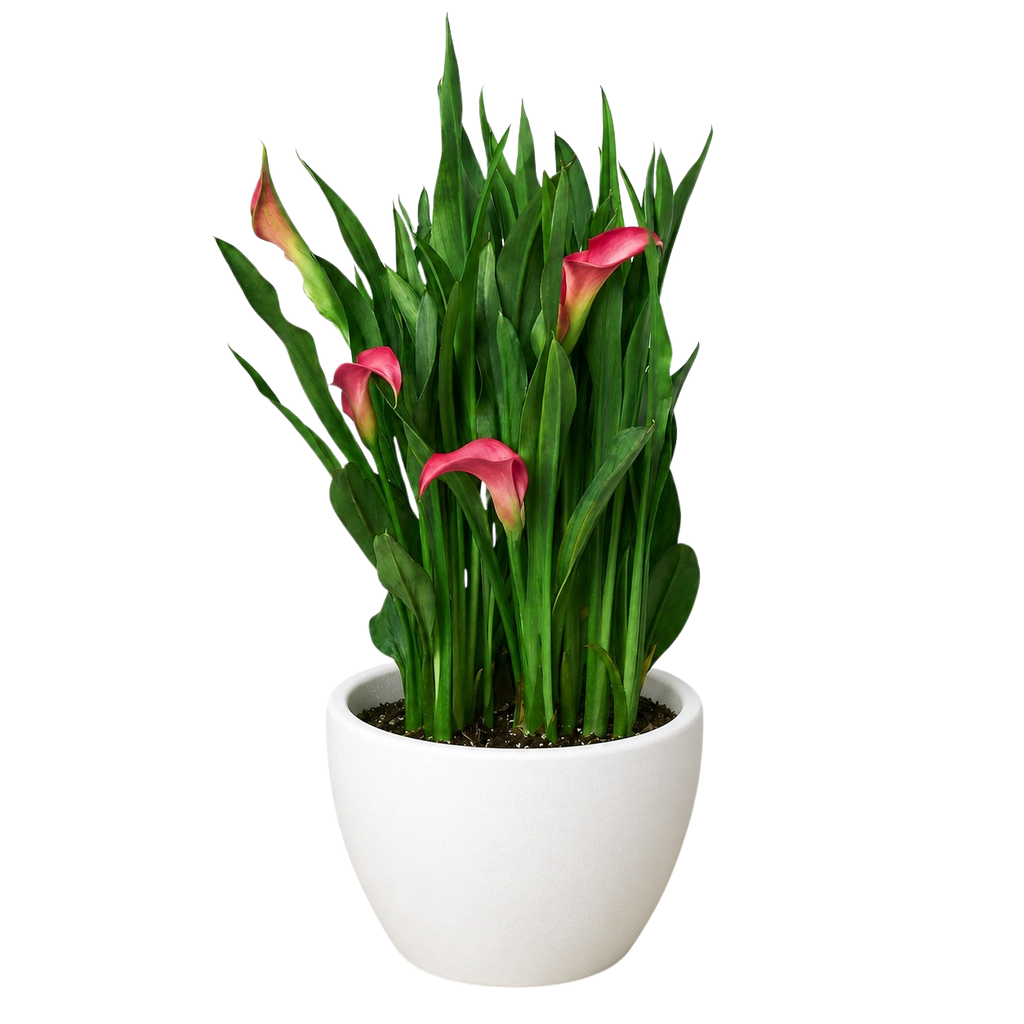 Calla Lily