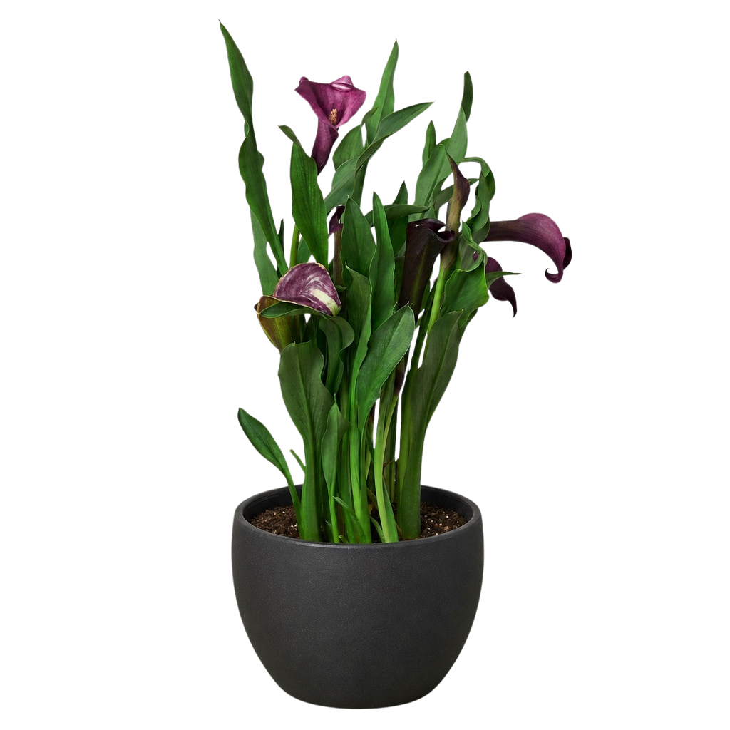Calla Lily