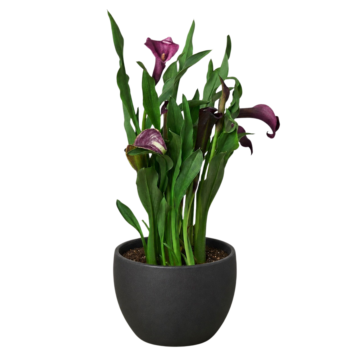 Calla Lily