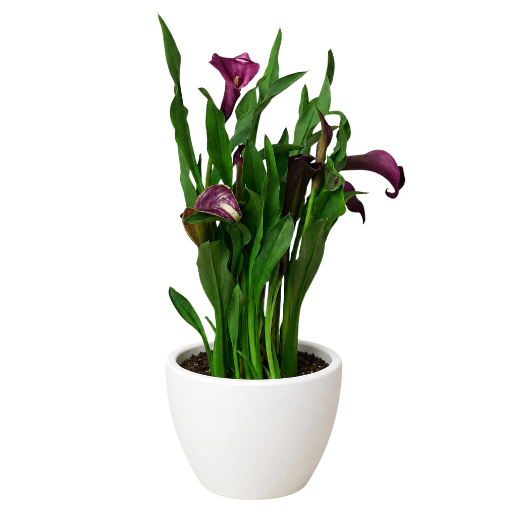 Calla Lily