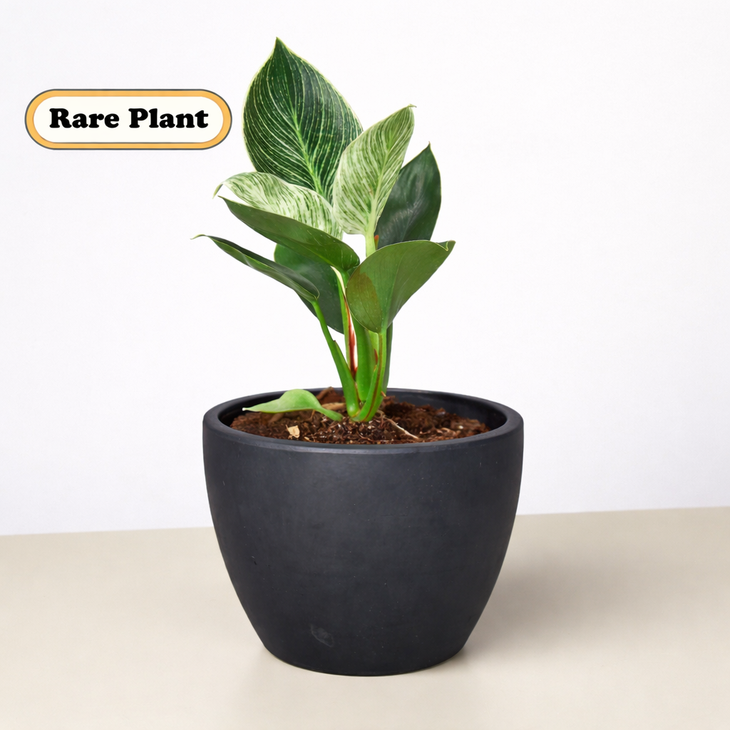 Philodendron 'Birkin'