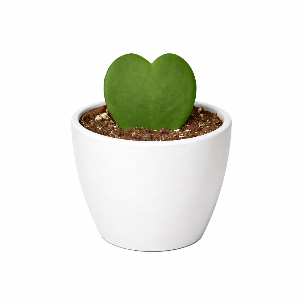 Hoya Sweetheart