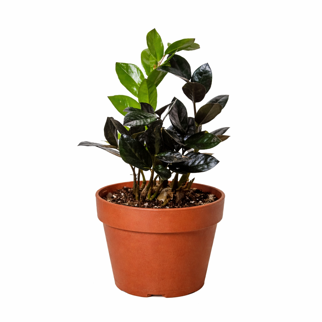 ZZ Zamioculcas 'Black Queen'