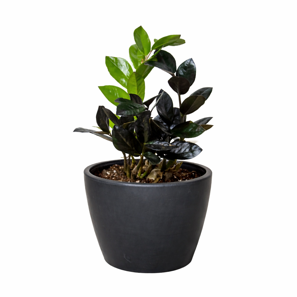 ZZ Zamioculcas 'Black Queen'