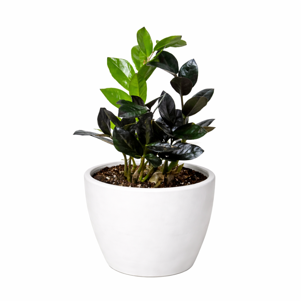 ZZ Zamioculcas 'Black Queen'