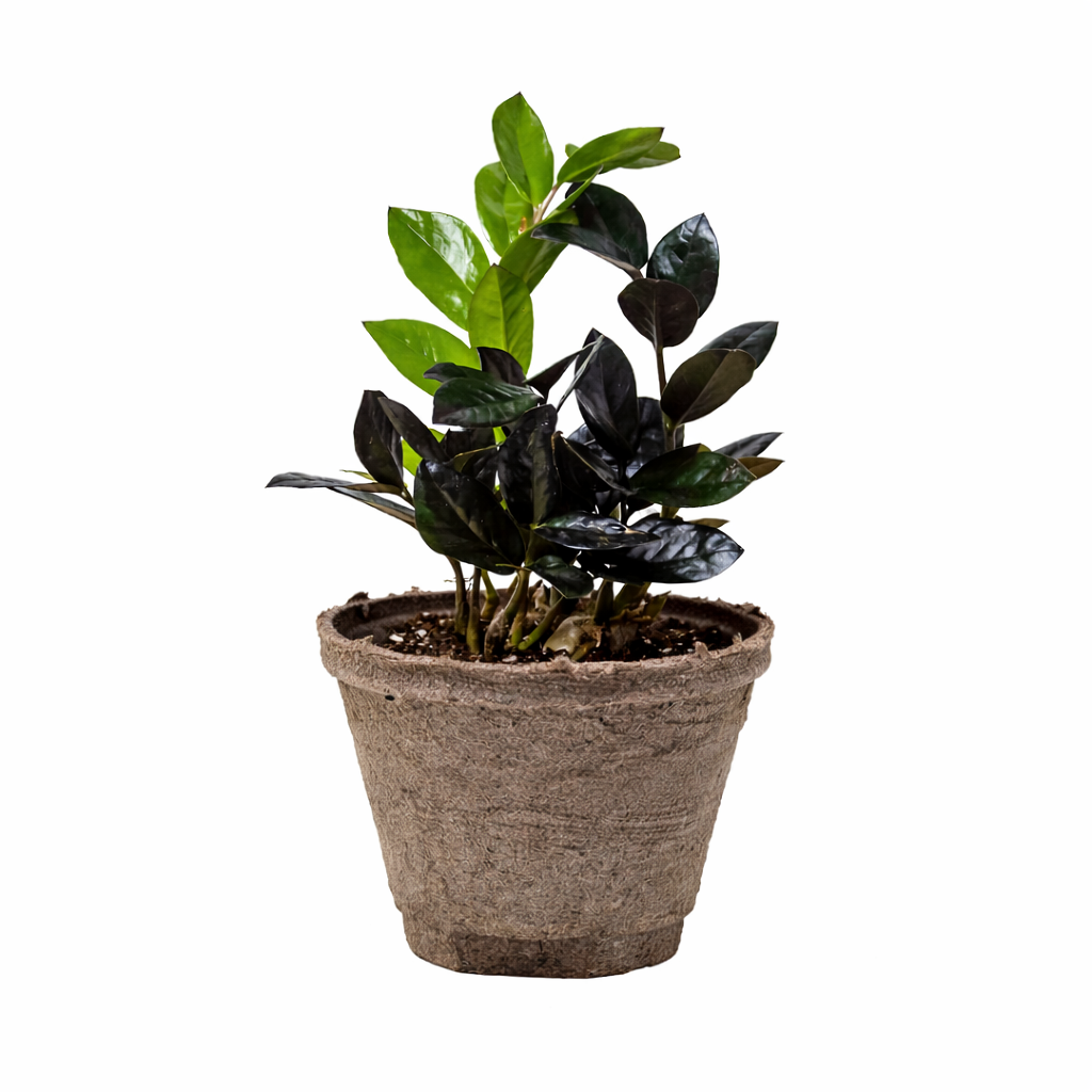 ZZ Zamioculcas 'Black Queen'
