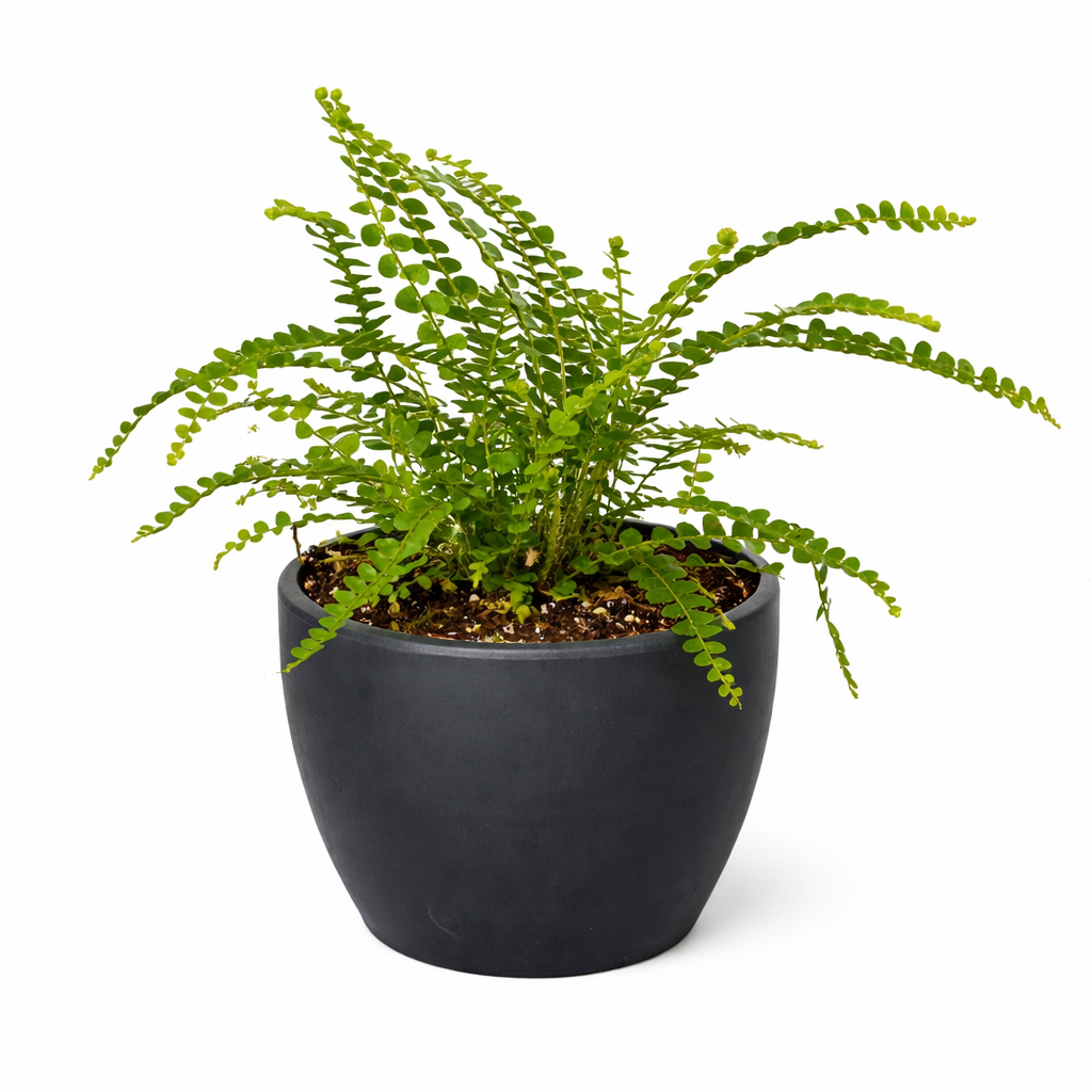 Fern 'Lemon Button'