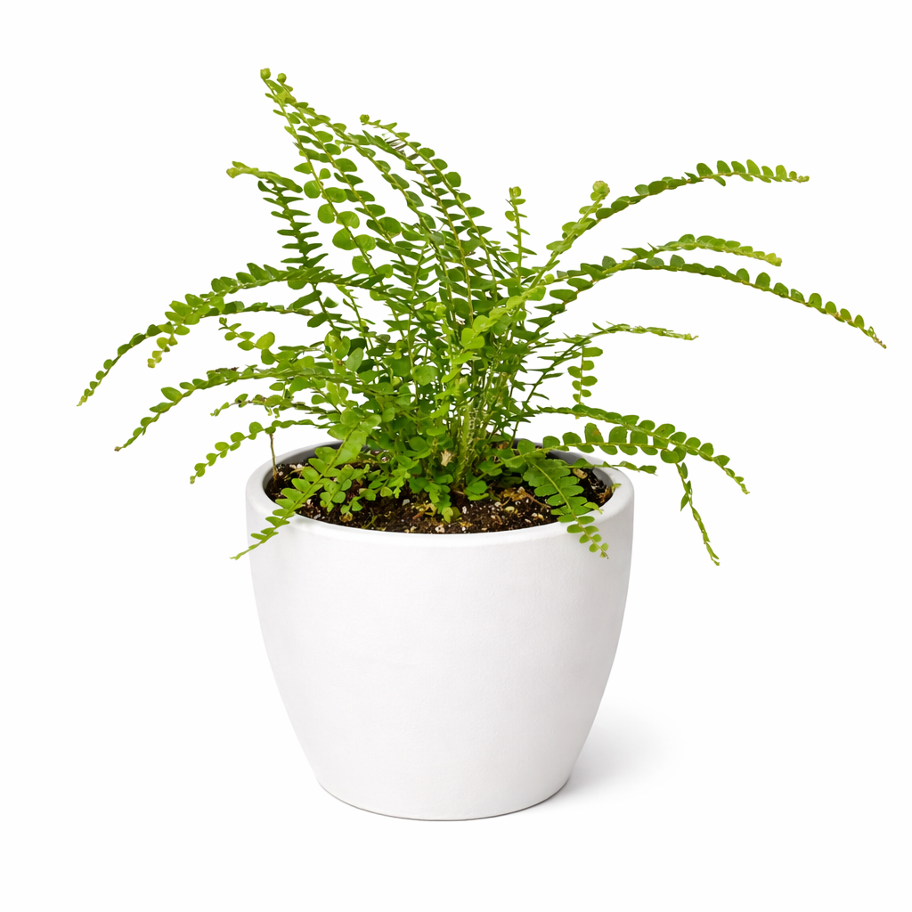 Fern 'Lemon Button'