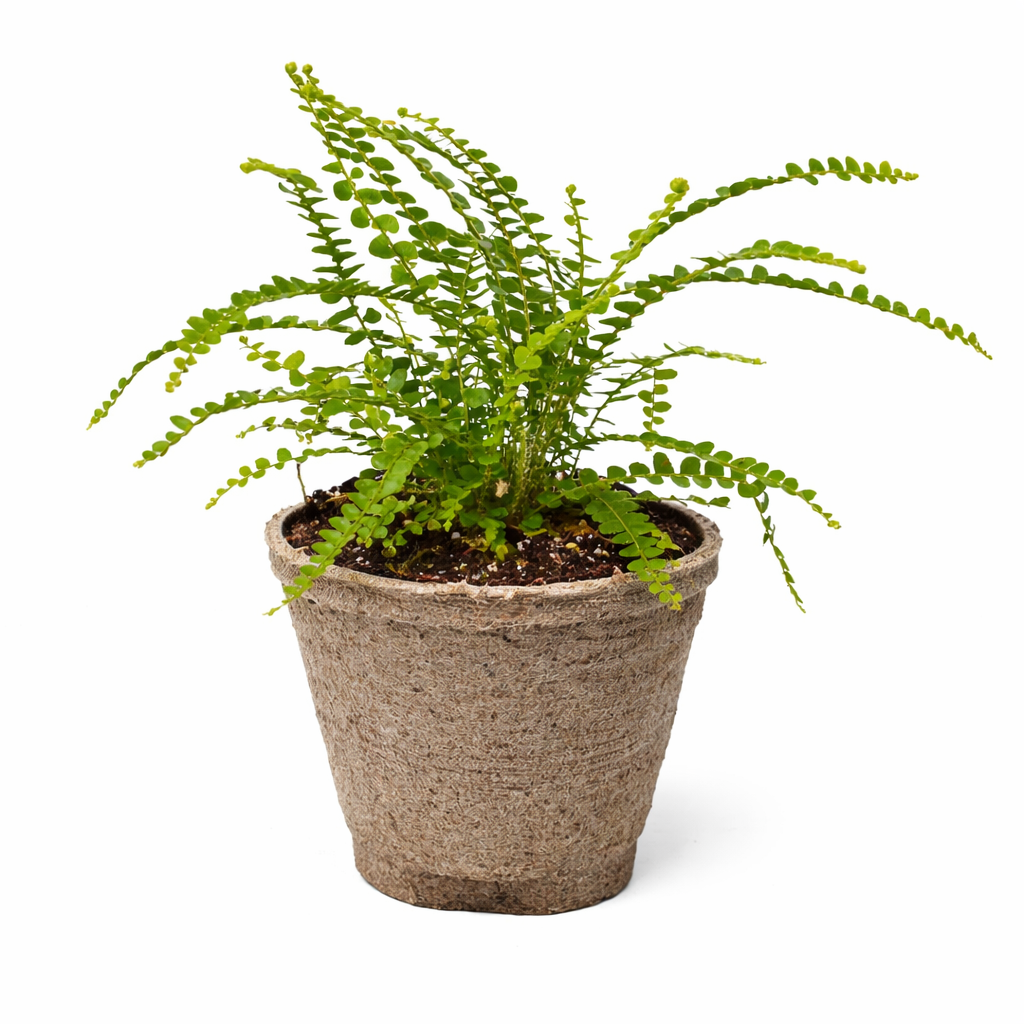 Fern 'Lemon Button'