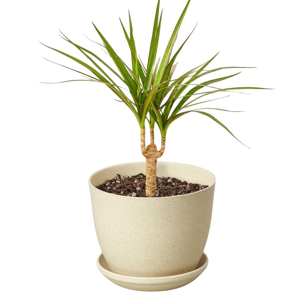 Dracaena 'Marginata Cane'