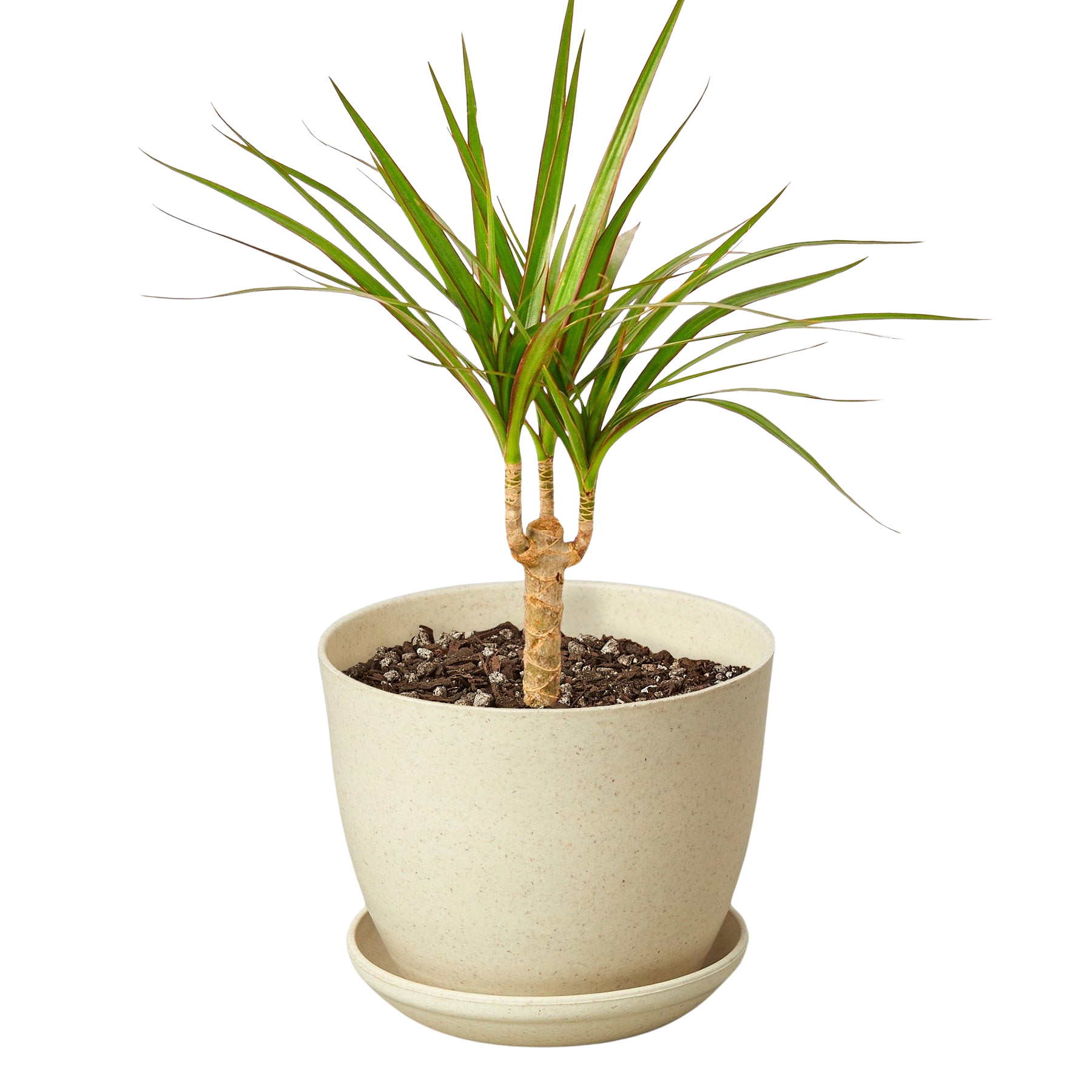 Dracaena 'Marginata Cane'