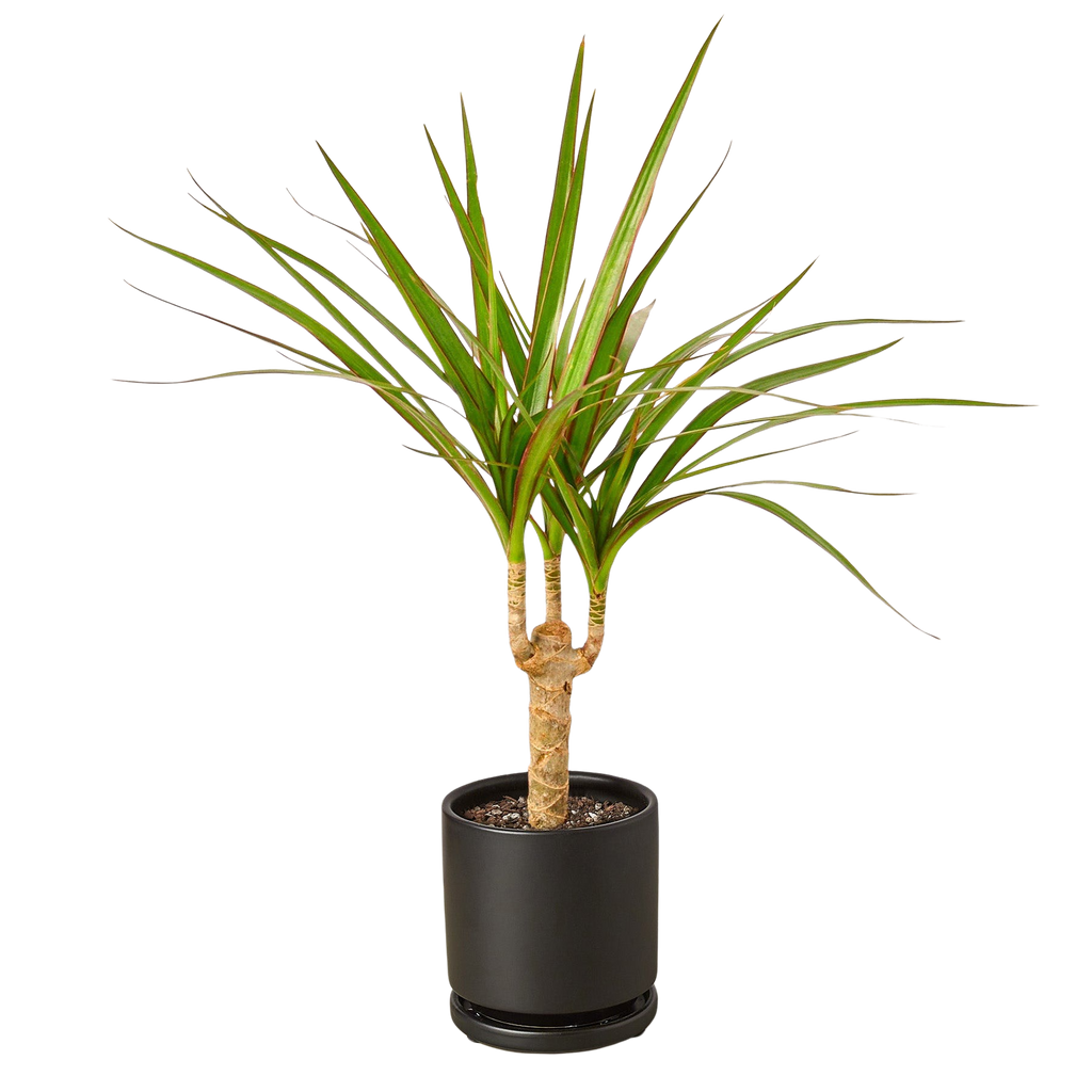Dracaena 'Marginata Cane'