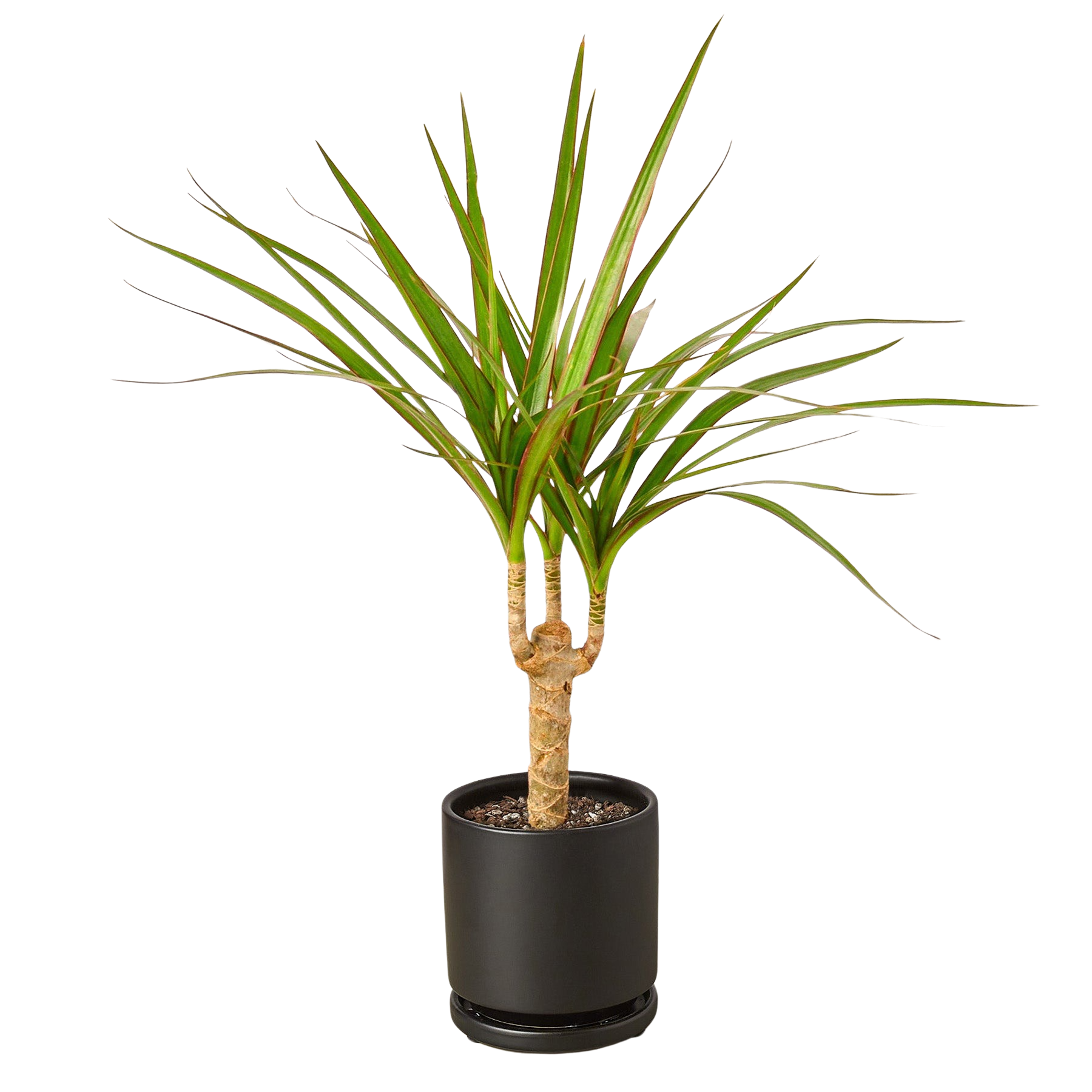 Dracaena 'Marginata Cane'