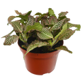 Fittonia 'Pink'