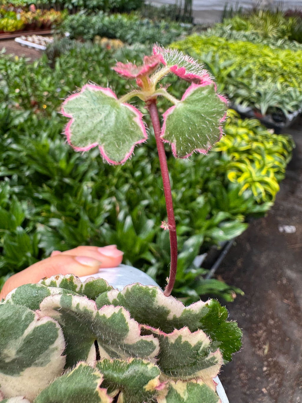 Saxifraga Tricolor