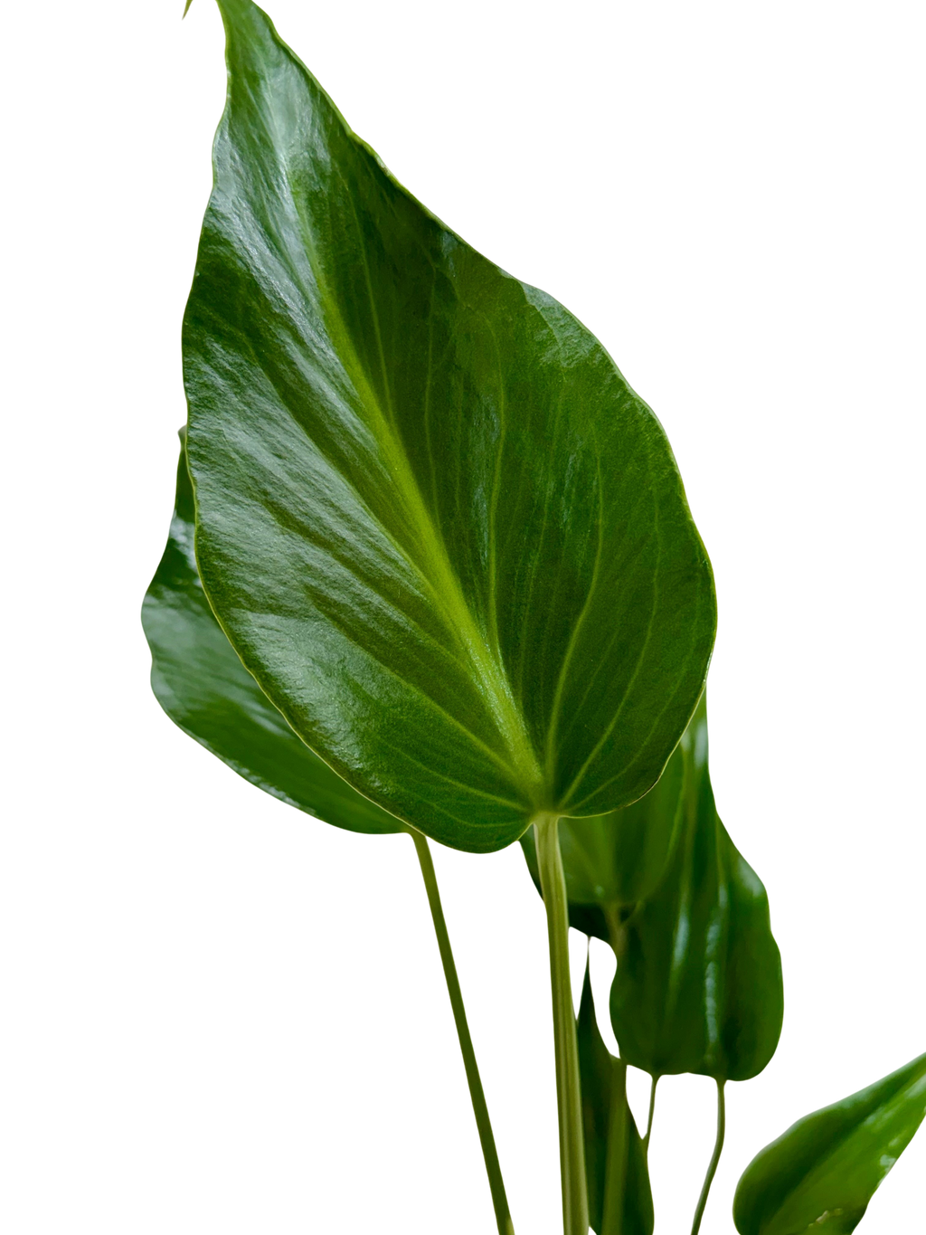Monstera Burle Marx Flame
