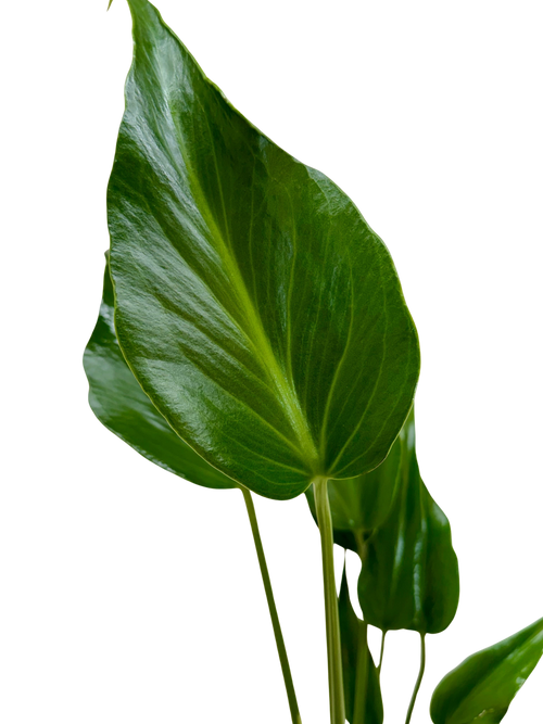 Monstera Burle Marx Flame