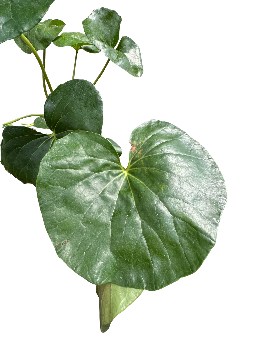 Farfugium japonicum