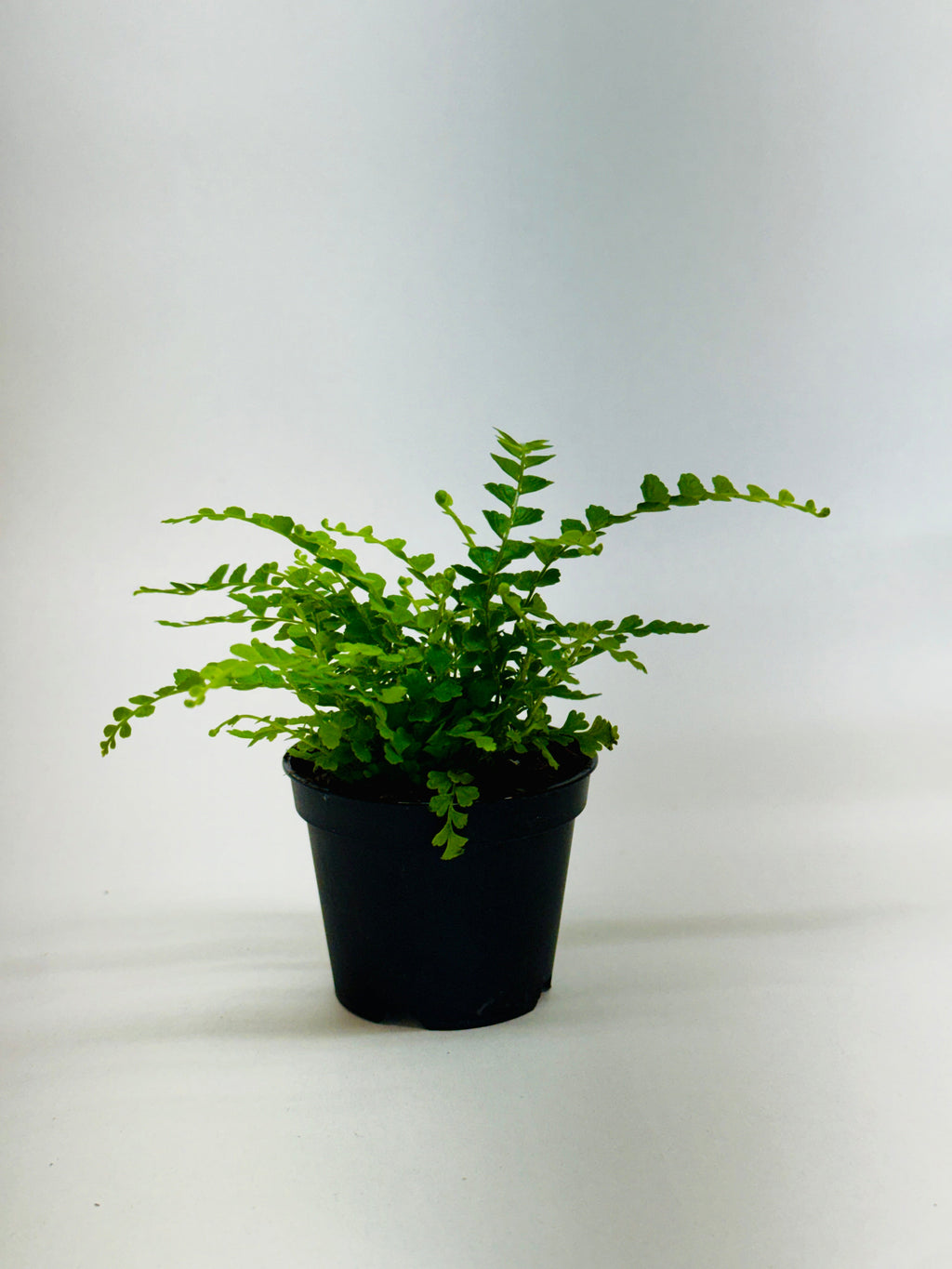 Fern 'Lemon Button'