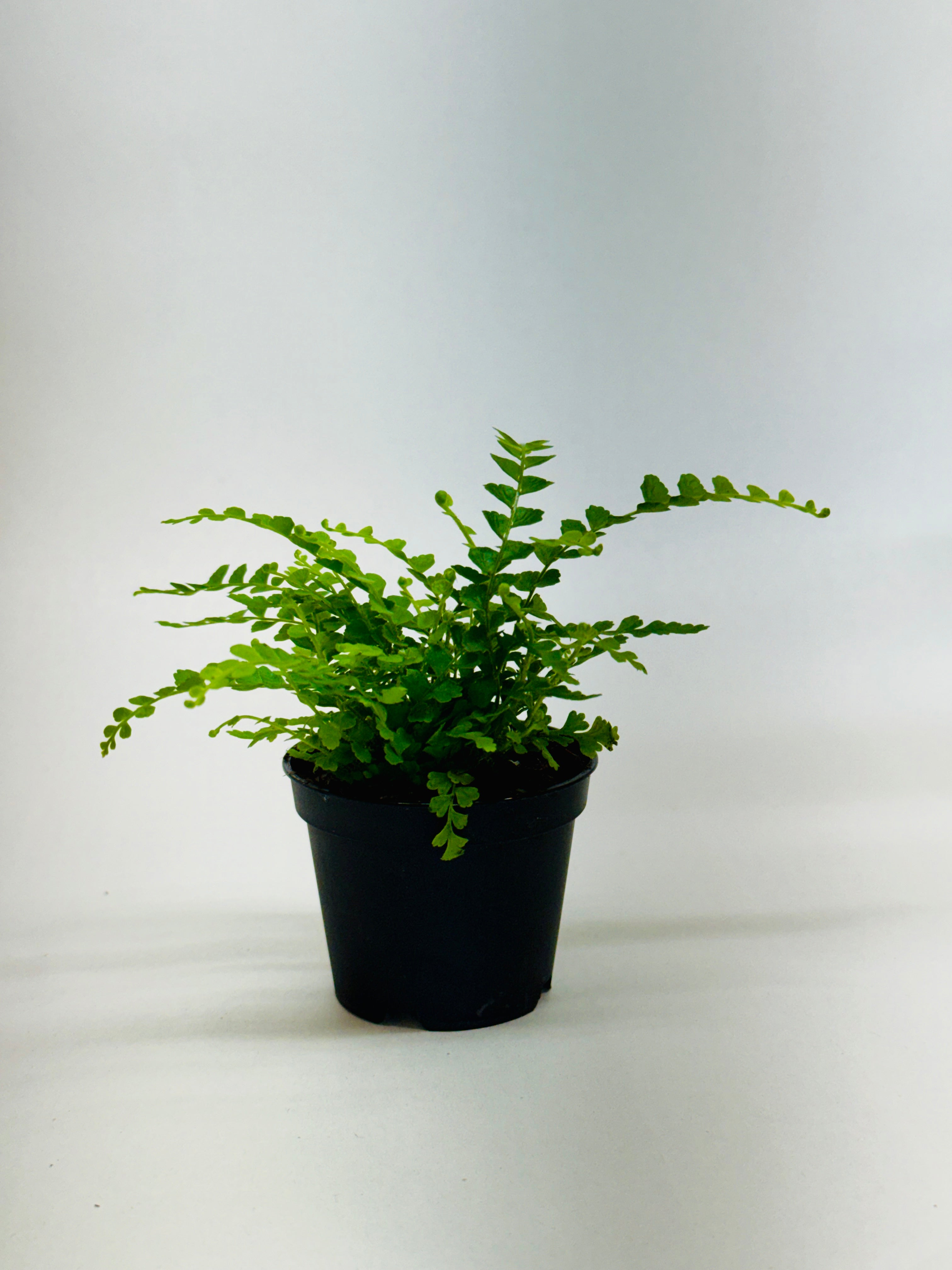 Fern 'Lemon Button'