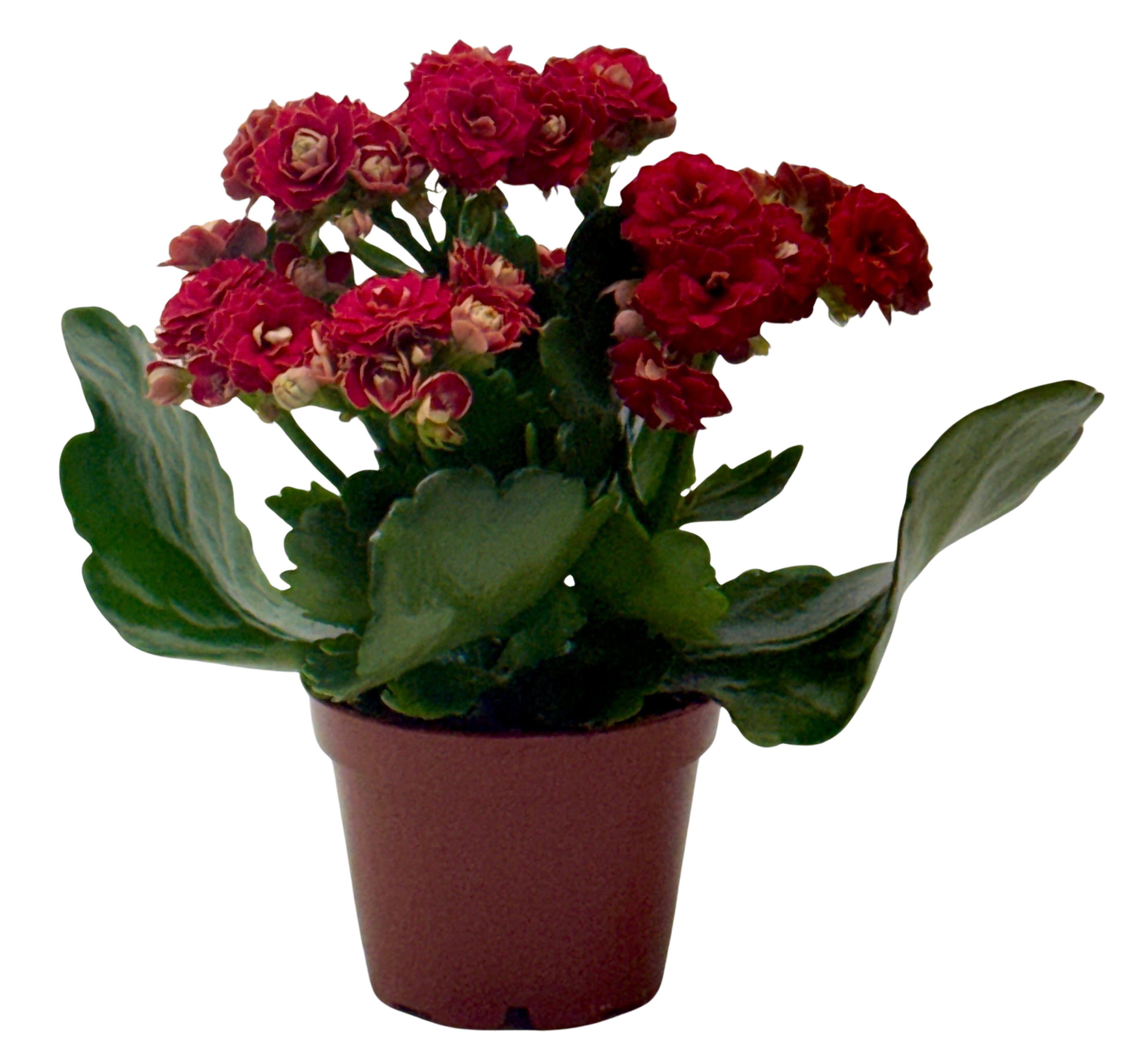 Kalanchoe 'Blossfeldiana'