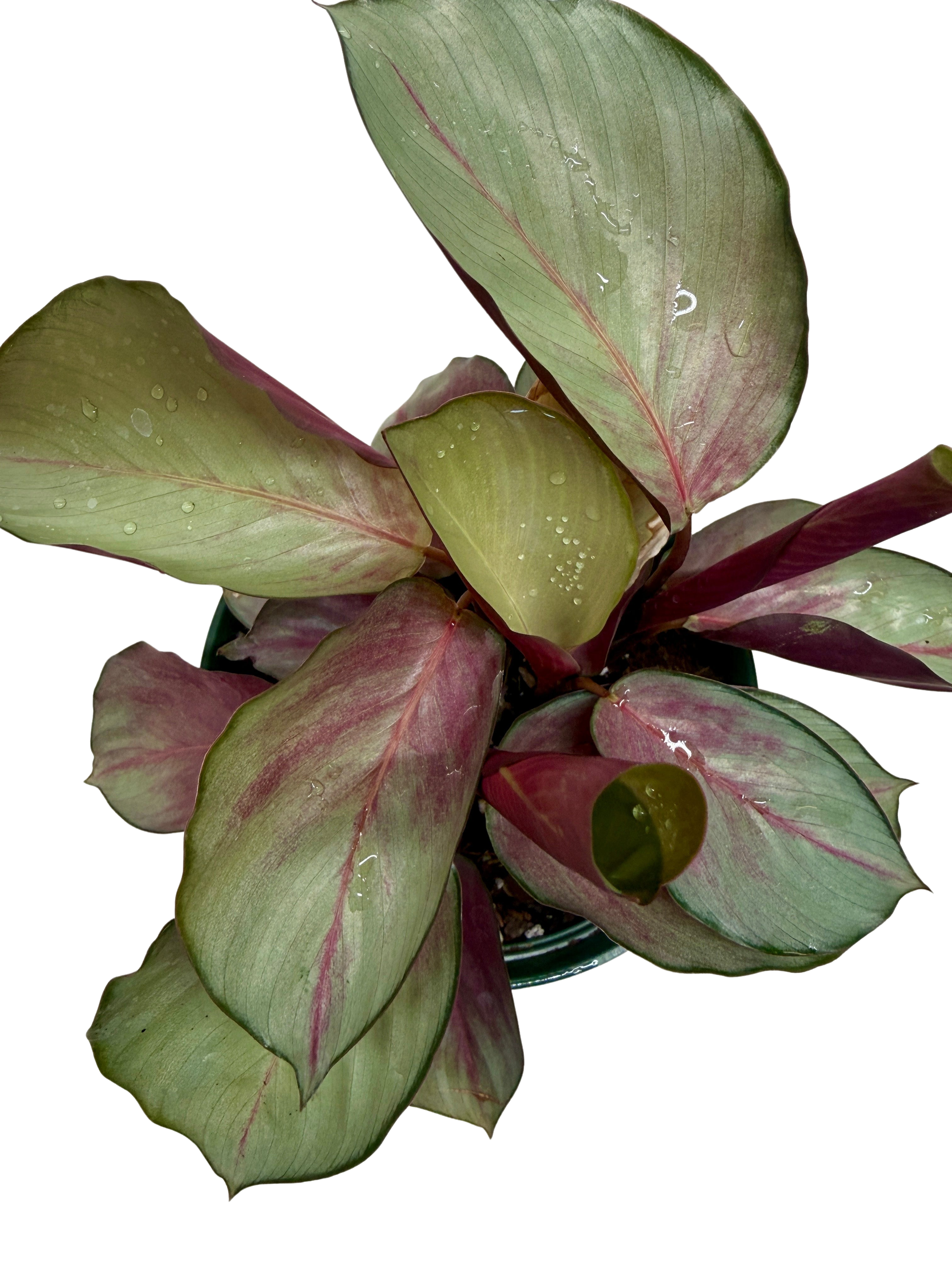 Calathea 'Silver Plate'