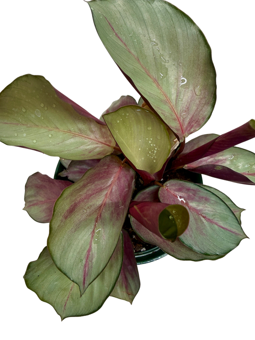 Calathea 'Silver Plate'