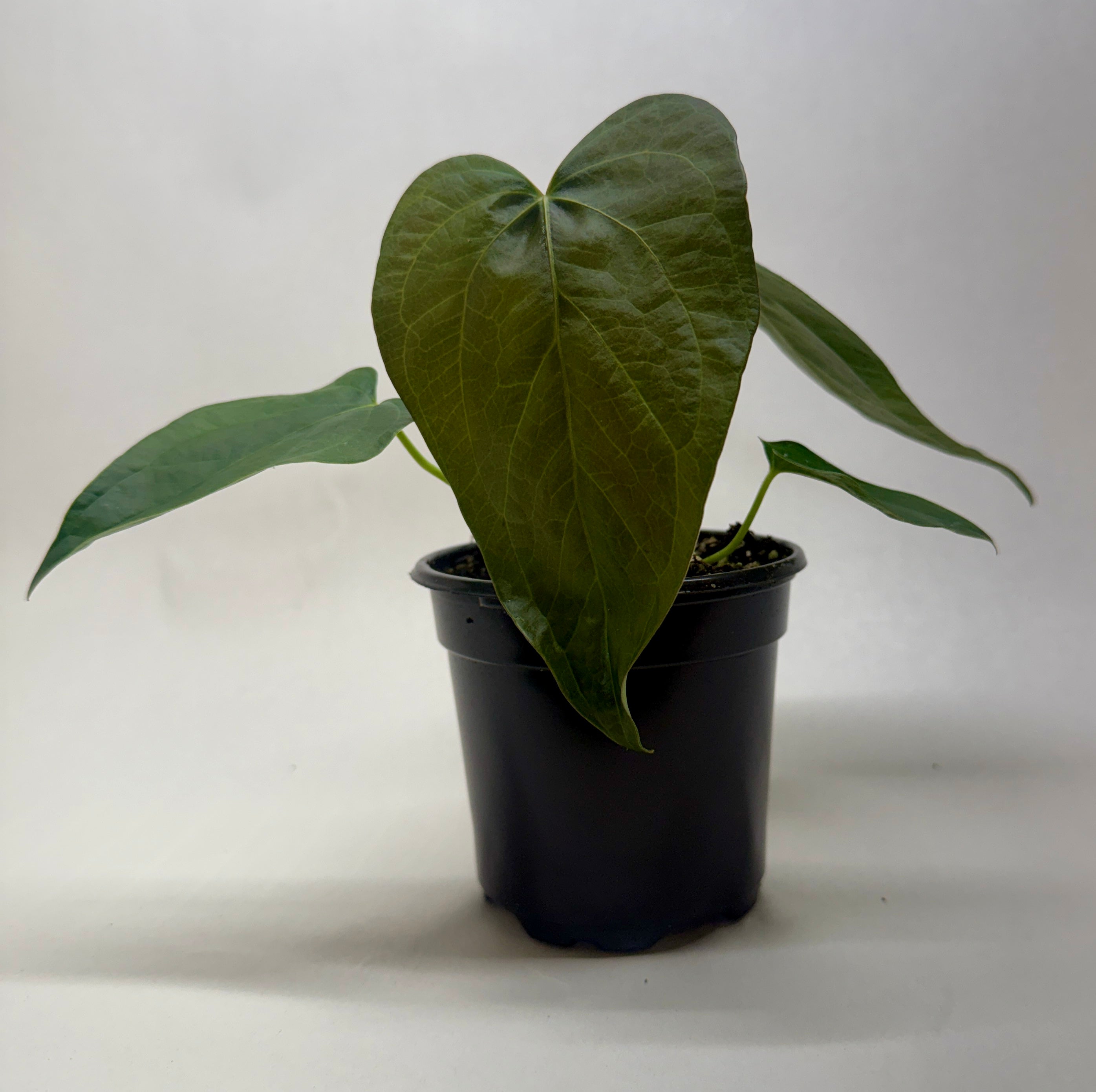 Anthurium 'Queen of Hearts'
