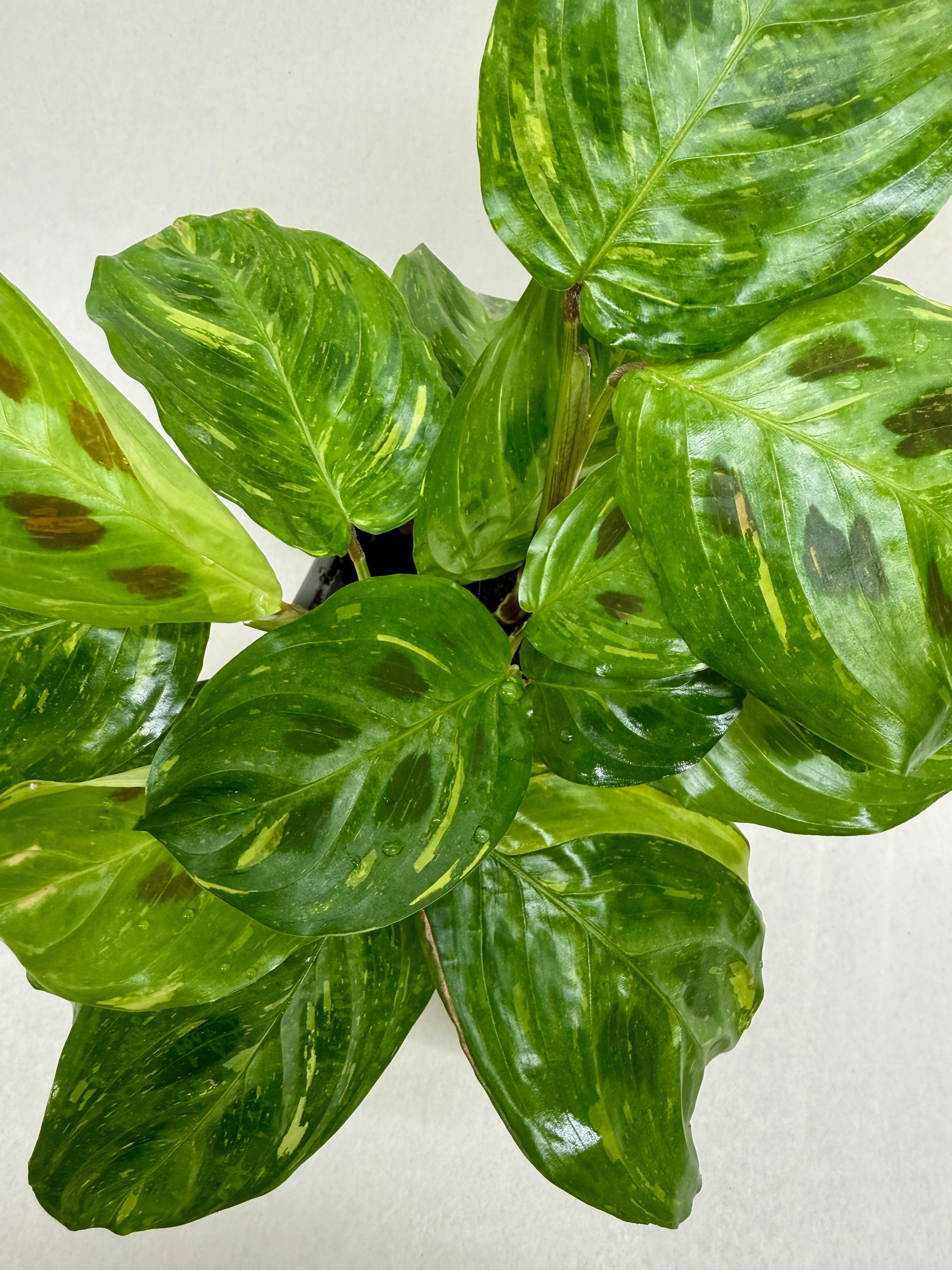 Maranta Variegated 'Beauty Kim'
