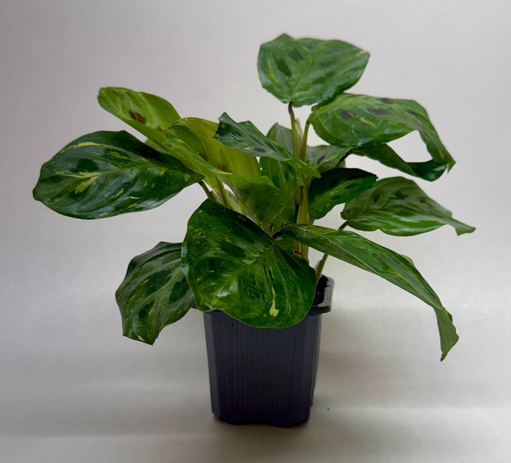 Maranta Variegated 'Beauty Kim'