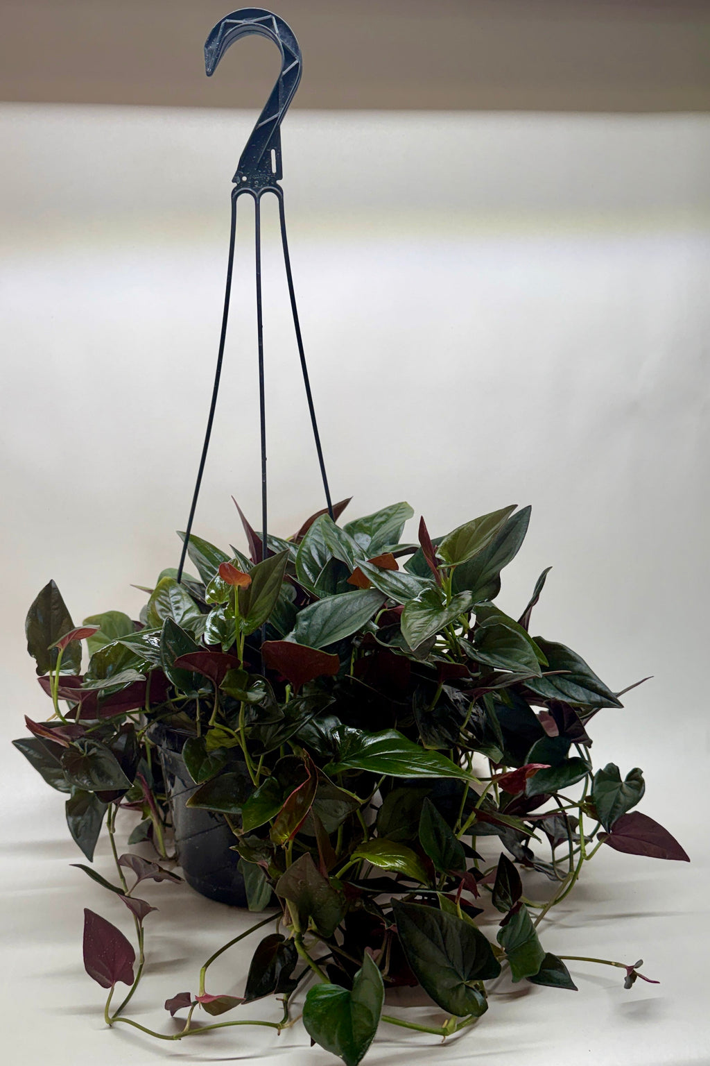 Syngonium 'Red Arrow'