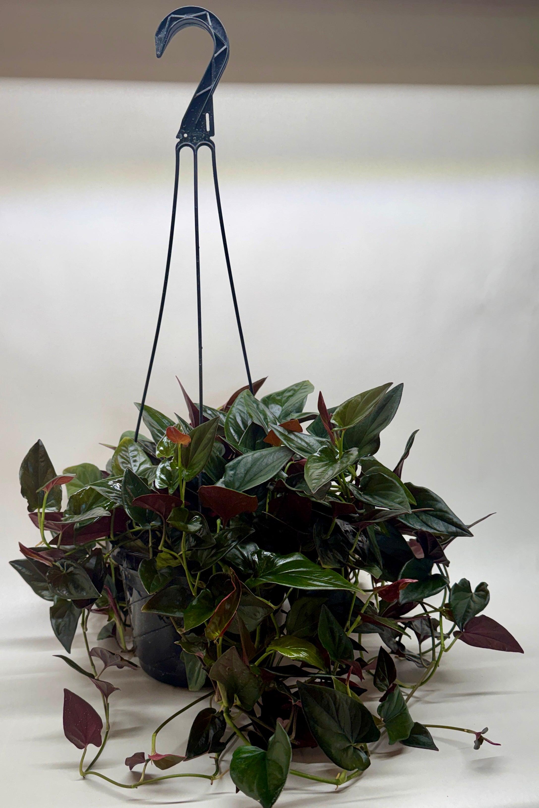 Syngonium 'Red Arrow'