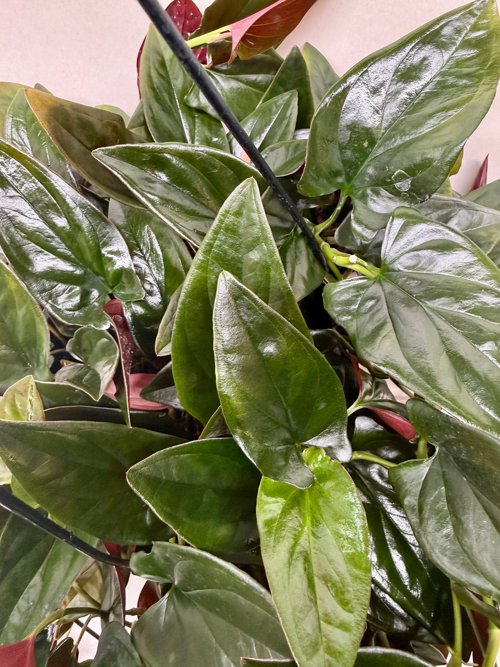 Syngonium 'Red Arrow'