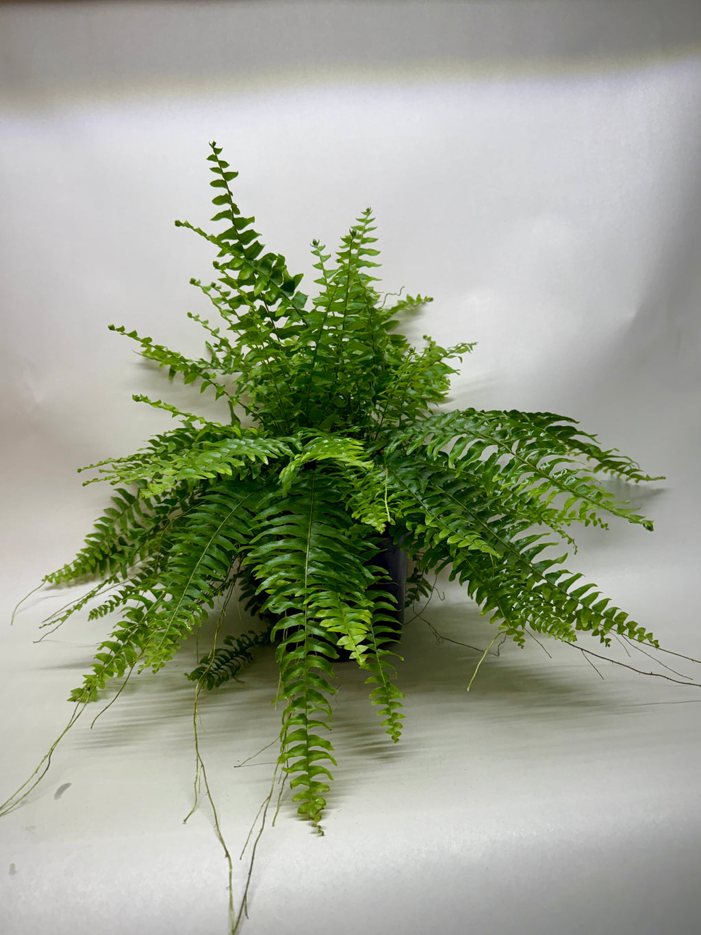 Boston Fern