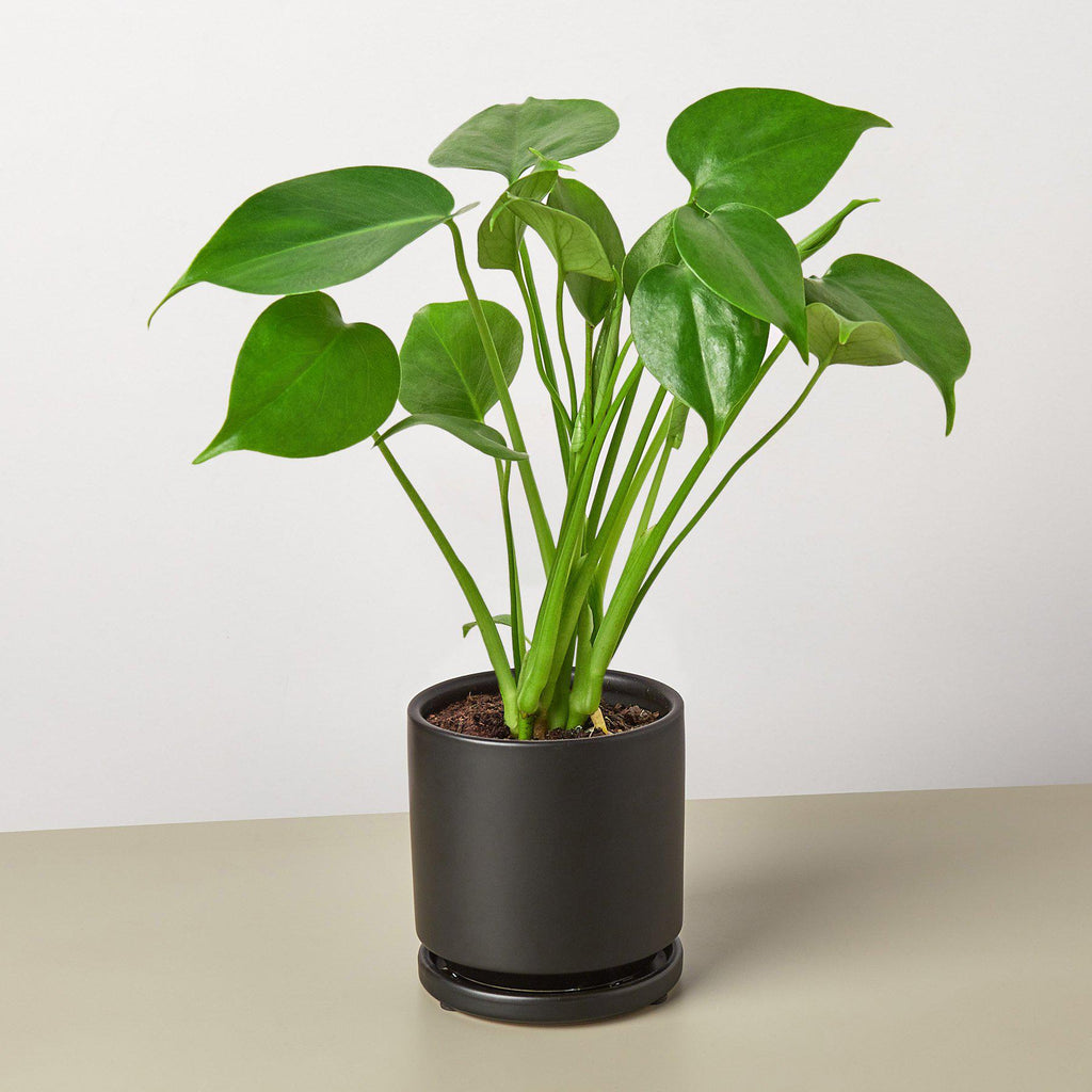 Philodendron Monstera 'Split-Leaf' - House Plant Shop