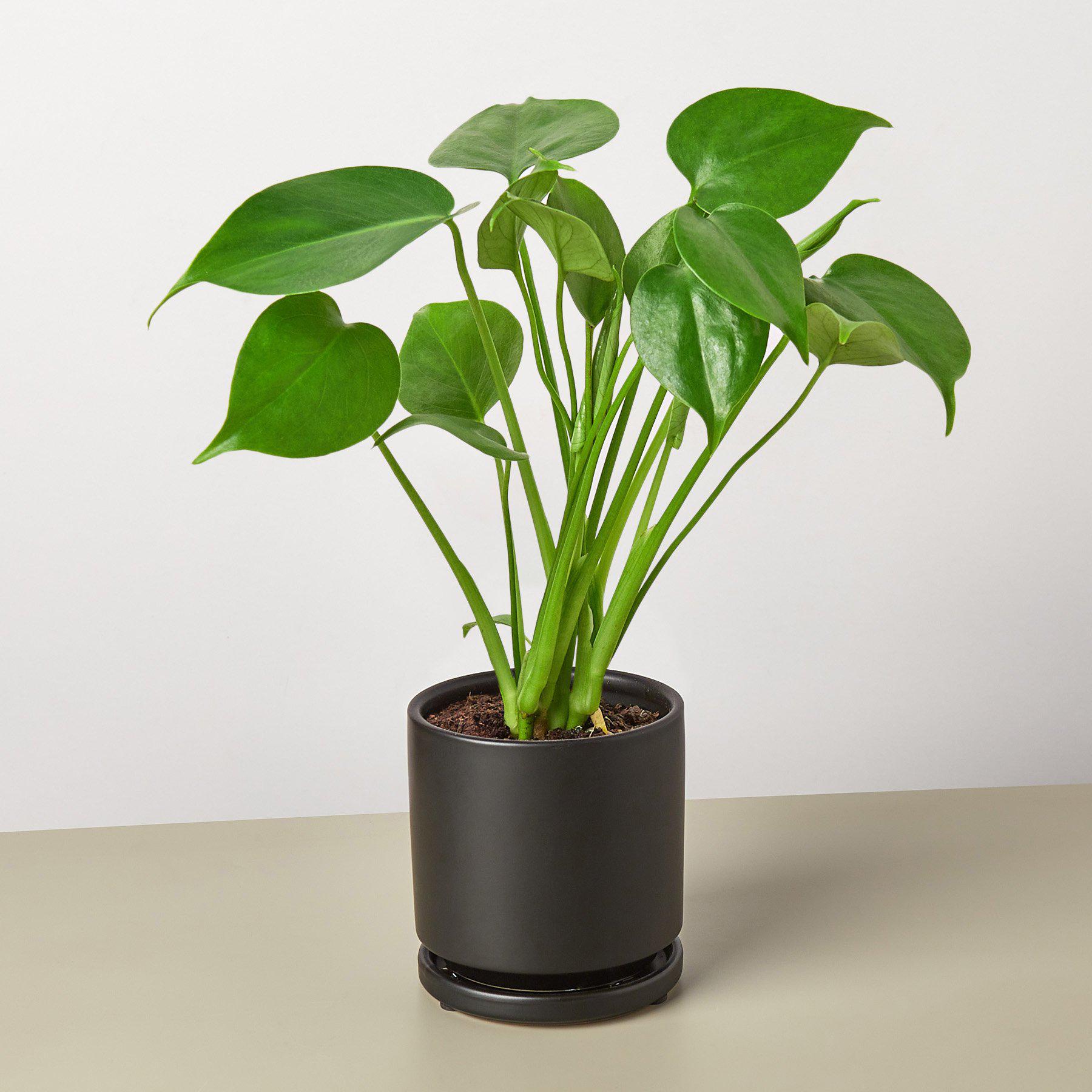 Philodendron Monstera 'Split-Leaf' - House Plant Shop