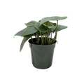 Scindapsus Platinum Java