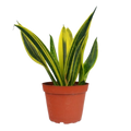 Snake 'Gold Flame'