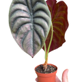 Alocasia 'Red Secret'