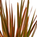 Dracaena 'Colorama' - 6" Pot - NURSERY POT ONLY