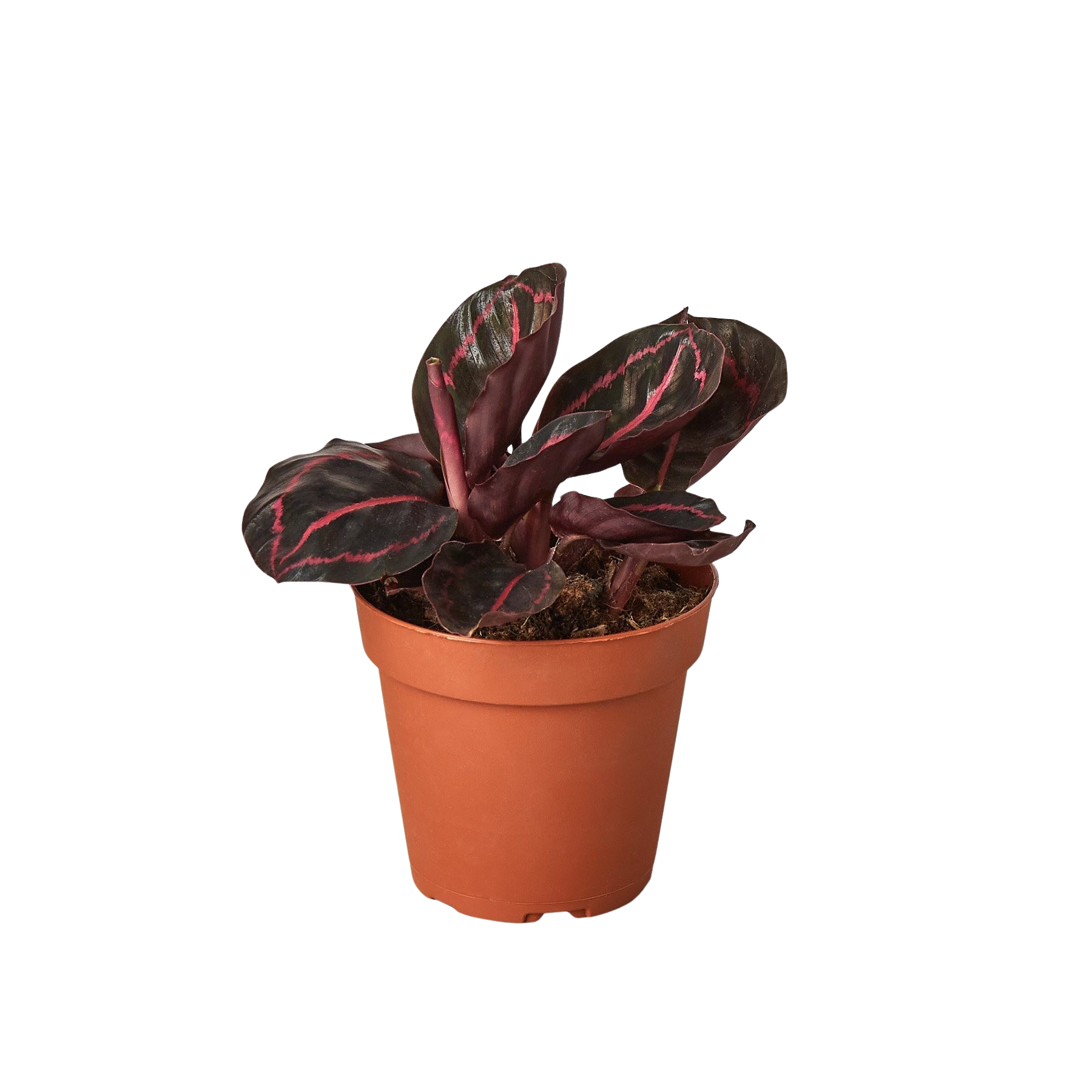 Calathea 'Dottie'