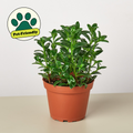 4" potted Nematanthus